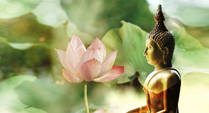 Tâm Phật ví như hoa sen